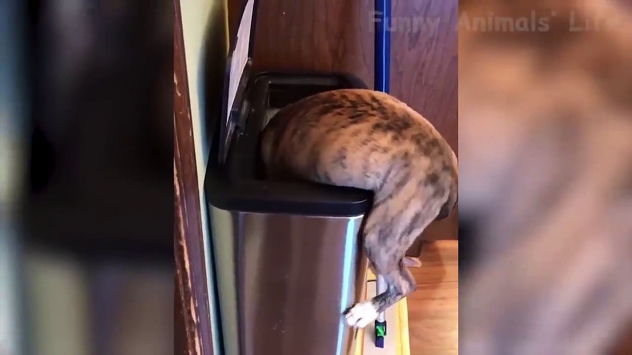 Best Funny Cats  And Dogs  Of The Month -Try Not To Laugh Challenge 2020