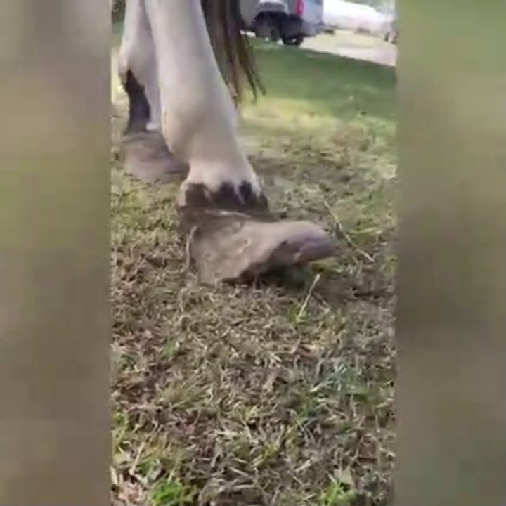 Horse getting custom shoes