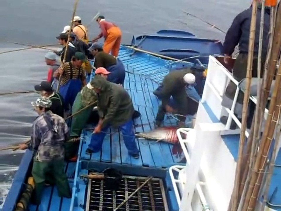 Mal amanhado  Pesca do Atum