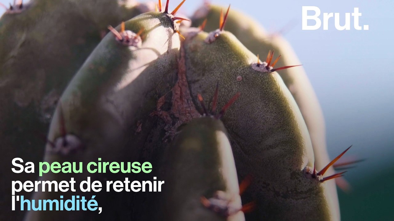 Comment le cactus survit dans le désert
