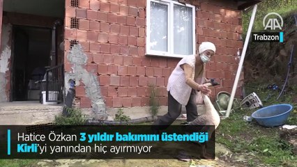 Çin kazı "Kirli" sahibinin götürdüğü okulda derslere neşe katıyor