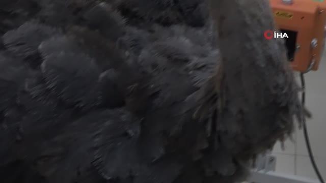 Deve kuşu midesinden bıçak, çivi, çakmak, plastik boru ve çeşitli yabancı cisimler çıkarıldı