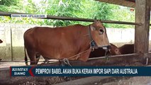 Pemprov Kepulauan Bangka Belitung Akan Buka Keran Impor Sapi dari Australia