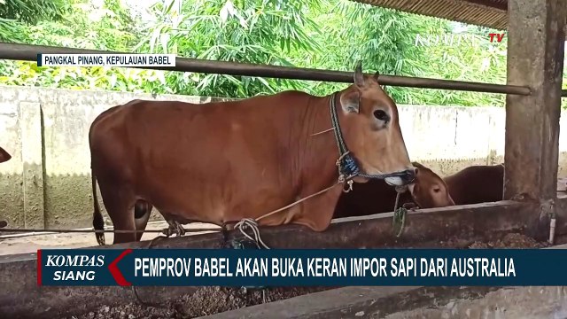 Pemprov Kepulauan Bangka Belitung Akan Buka Keran Impor Sapi dari Australia