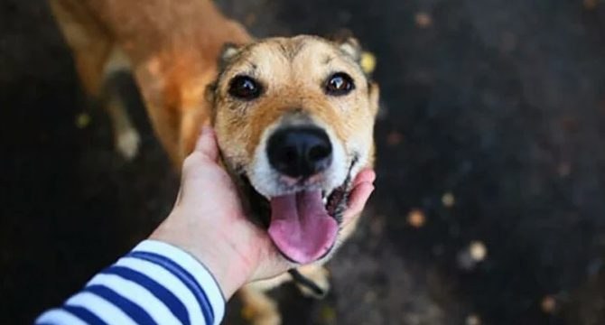 Koronavirüs hayvanları da etkiledi: Kriz başladı