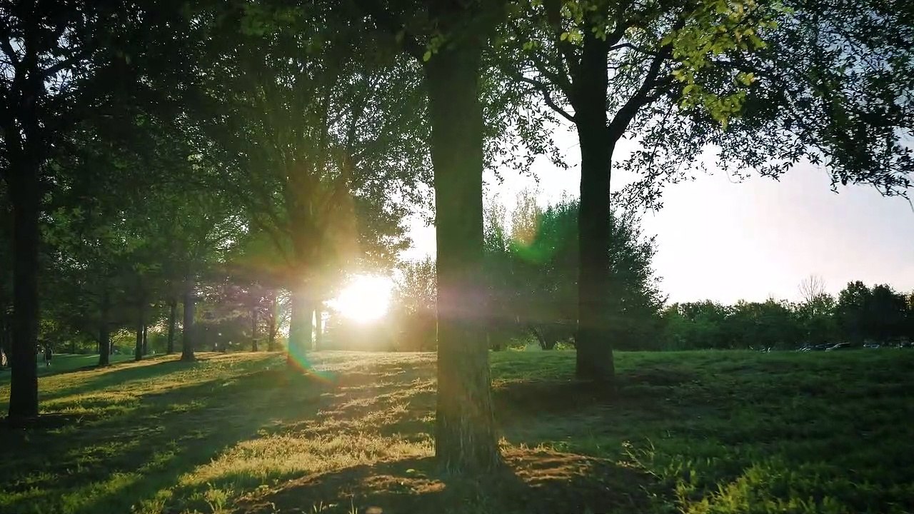 Nature video Forest stream in the sunlight,by trees on a sunny afternoon