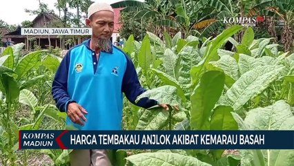 Harga Tembakau Anjlok Akibat Kemarau Basah