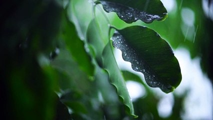 Nature video Green leaves of a tree being wet by rain