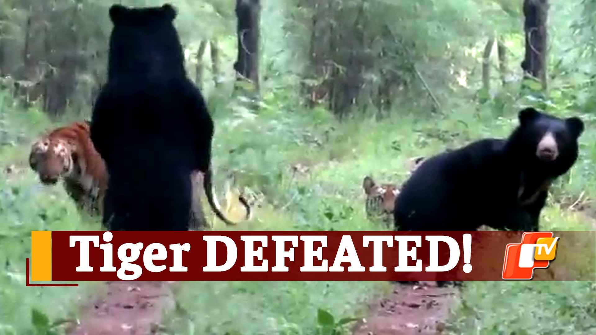 grizzly bear vs tiger