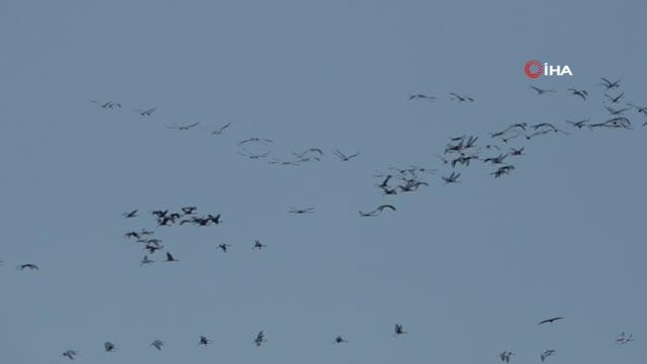 Son dakika gündem: Hatay'da göç eden turnalar görsel şölen oluşturdu