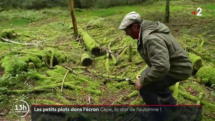 Les petits plats dans l’écran : le cèpe, star des sous-bois et des gourmets