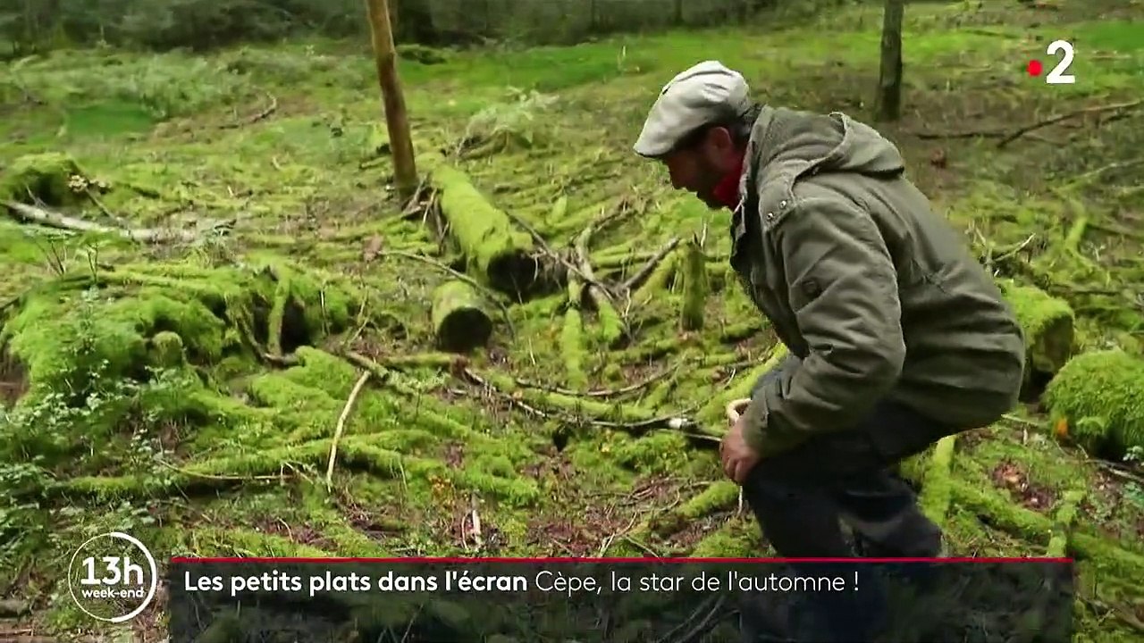 Les petits plats dans l’écran : le cèpe, star des sous-bois et des gourmets