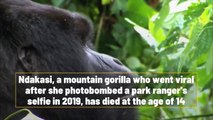 Viral photobombing mountain gorilla Ndakasi dies at the age of 14