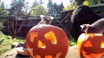 Lemurs have a 'gourd time' at Oregon Zoo