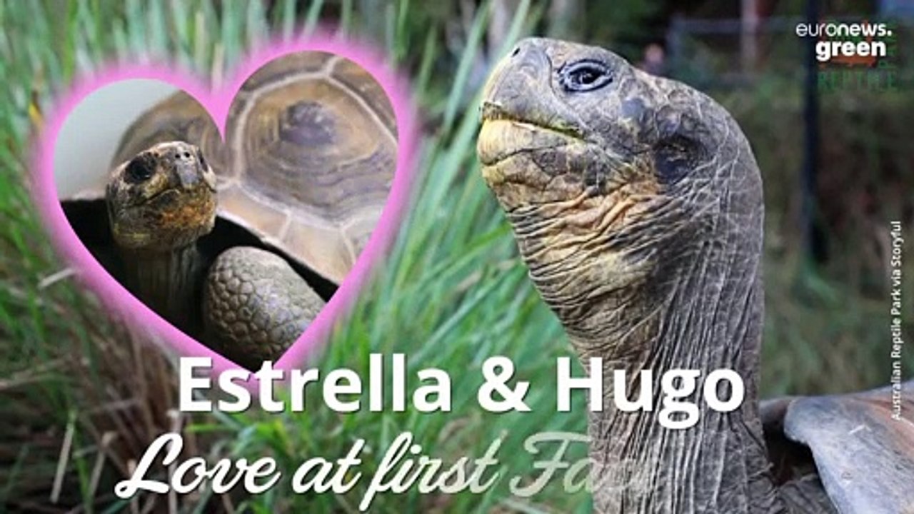 Endangered tortoises separated by lockdown share their first date via FaceTime — Dailymotion