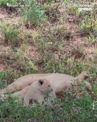 Baby lioness is celebrating her 2-month birthday in Bioparc Zoo in France