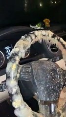 Mold Takes Over Car