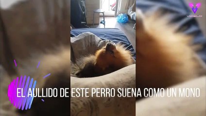 El aullido de este perro suena como un mono_