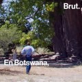 El calentamiento global puede estar secando algunos de los árboles baobab más antiguos de África