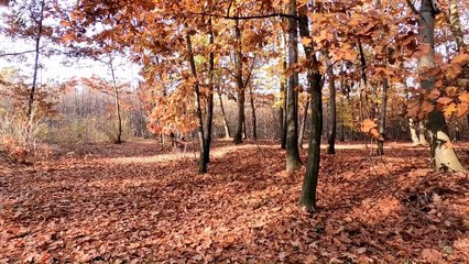 I love you this much (lyric) - Maggie Macneal