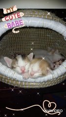 Cat family, Cat playing