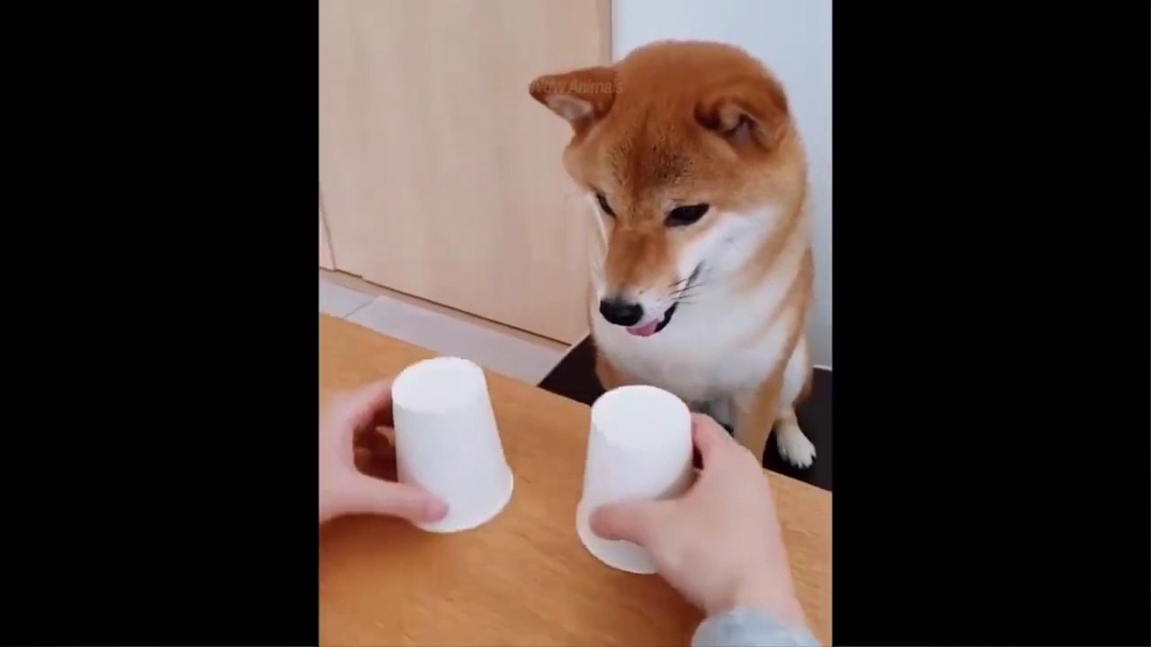 Funniest Animals - Best Of The 2021 Funny Animal Videos #58