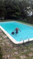 Un sanglier qui ne veut pas quitter la piscine !