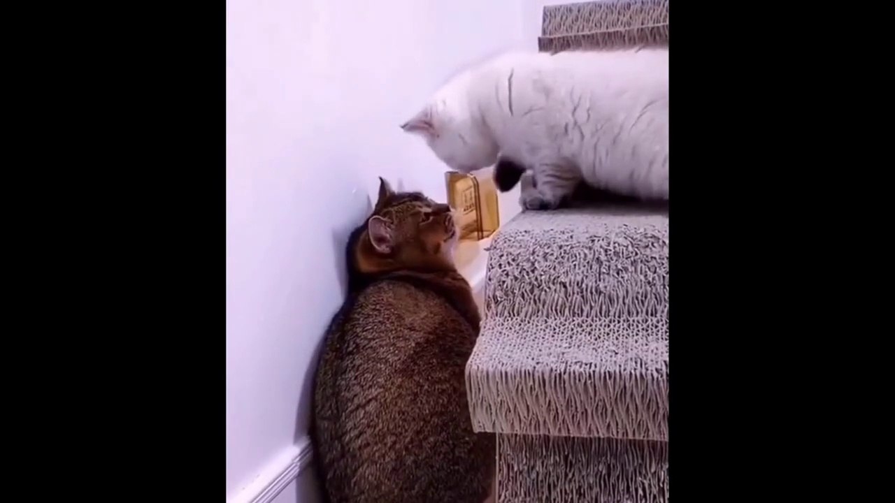 Funniest Animals - Best Of The 2021 Funny Animal Videos #61