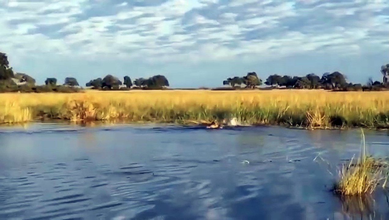 MOMENTOS_CHOCANTES_CAPTURADOS_EM_CÂMERA