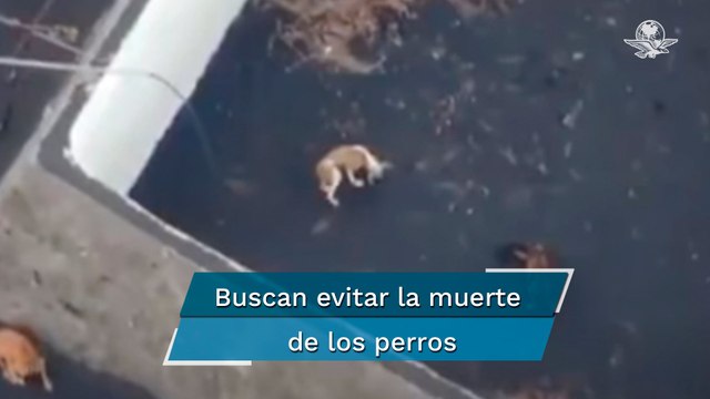 Preparan drones para rescatar a perros atrapados ante lava del volcán en La Palma