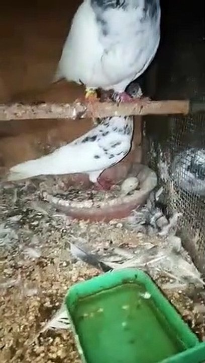 Beautiful Pegeon Breeding at Local Level