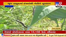 Bhuj_ Farmers fear huge crop loss due to worms _ TV9News