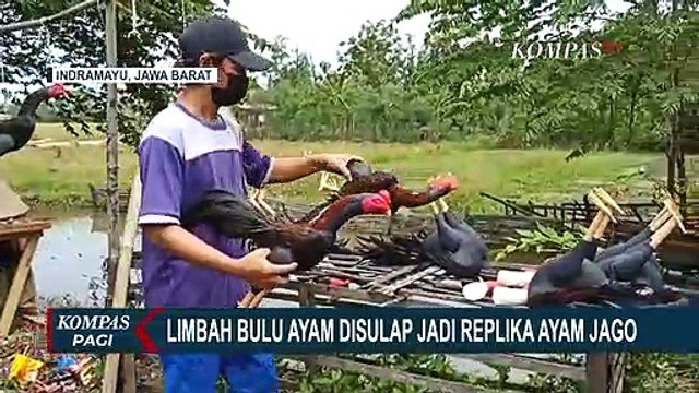 Limbah Bulu Ayam Disulap Jadi Replika Ayam Jago