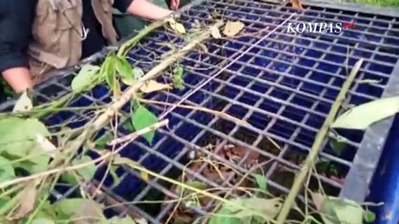 Akhirnya Ditangkap, Harimau Sumatera ini Terkam Warga yang Sedang Keliling Cari Sinyal Handphone