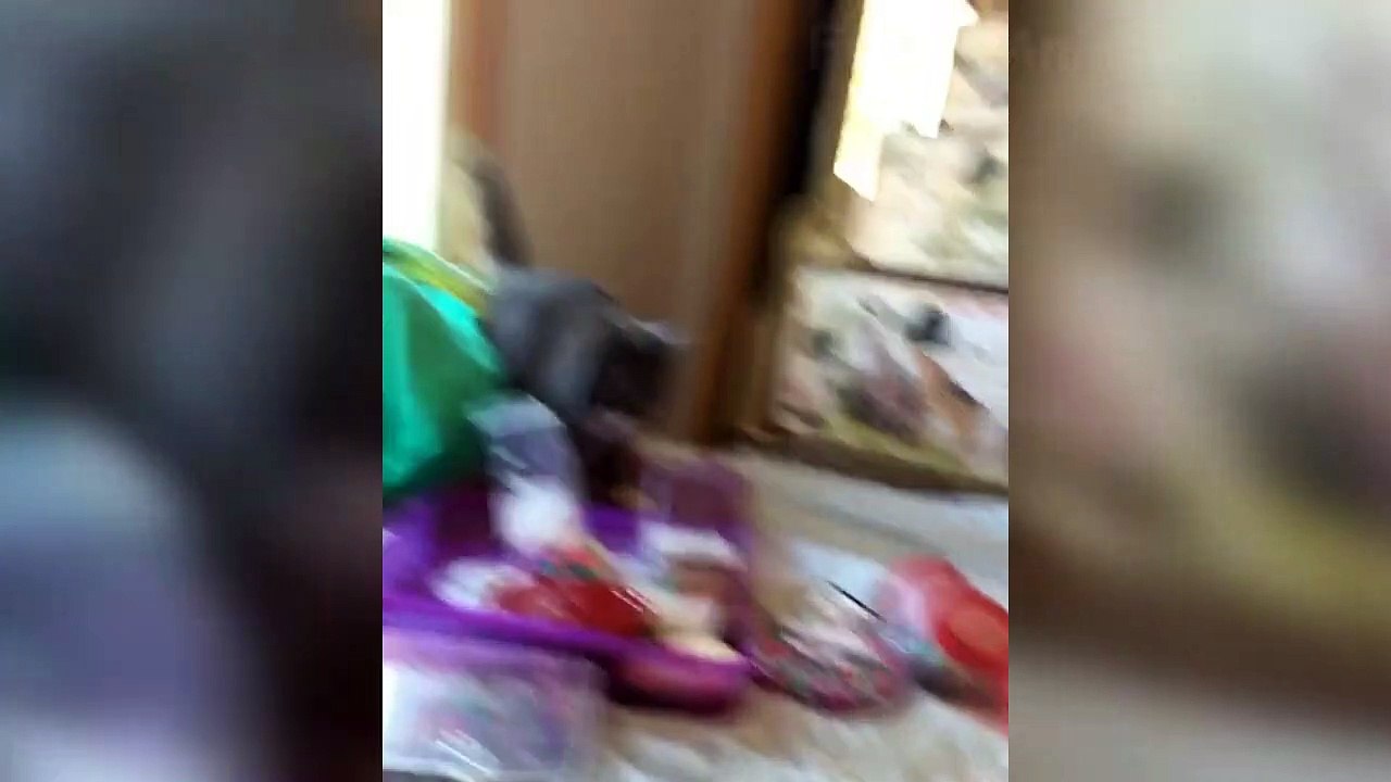 Funniest Dogs And Cats Videos  - Best Funny Animal Videos Of The 2021