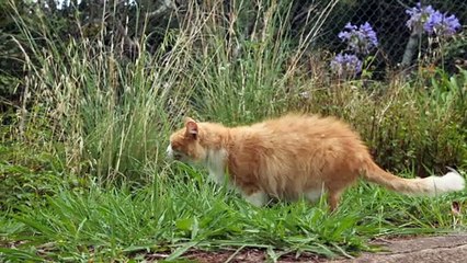 Cat eating grass