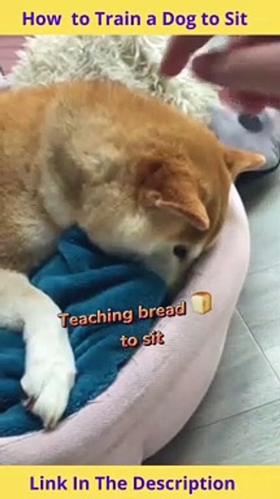 How to Train a Dog to Sit | How to Teach a Dog to Stay