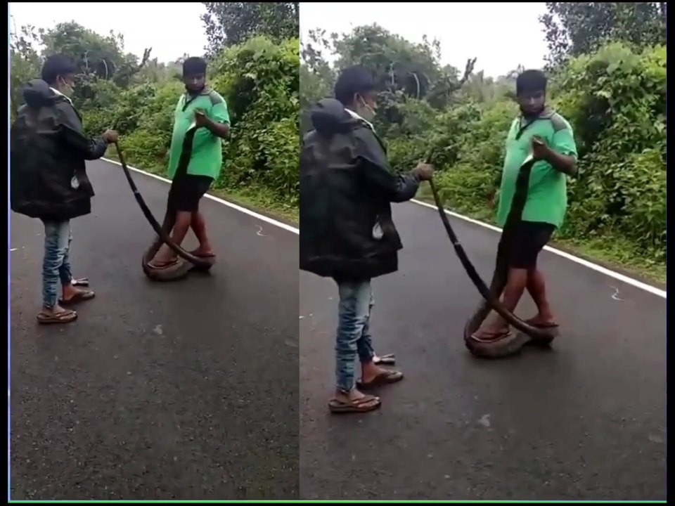 snake rescue । snake rescue india । snake rescue bite india । snake bite rescue man । snake bite during rescue । snake bite while rescuing । big snake fight । big snake rescue । big python snake rescue । king cobra rescue in india । big king cobra rescue