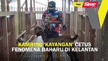 Kambing 'kayangan' cetus fenomena baharu di Kelantan