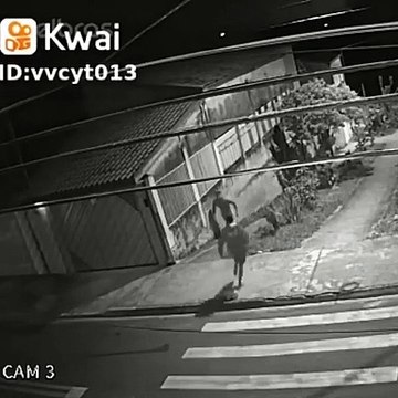 O gato a fugir do cão, o ladrão a fugir da polícia e o marido a fugir da esposa, tudo em um só vídeo