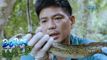 Born to be Wild: Documenting marbled freshwater eels in Cagayan
