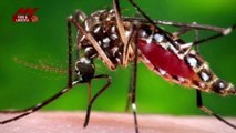 Dengue Problem: डेंगू से ये हैं बचाव के तरीके