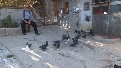 "Evladım" dediği güvercinlerine 50 yıldır bakıyor