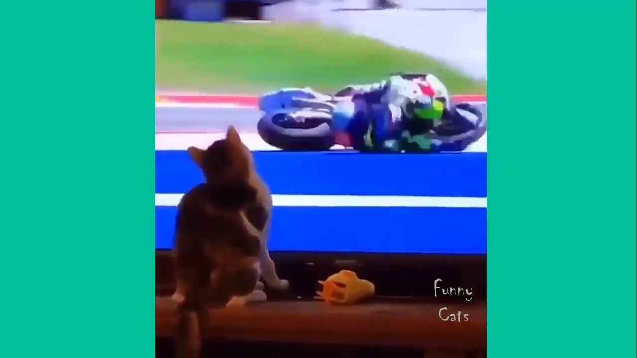 funny cat #20