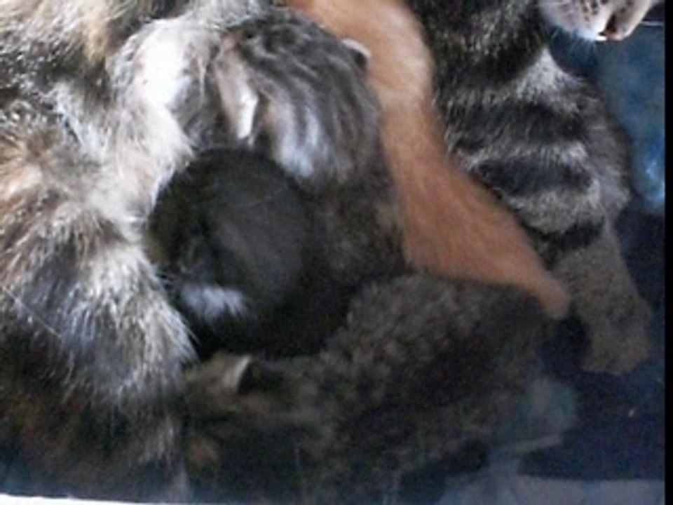 chatons