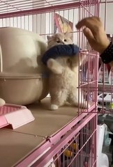 Cute cats ❤️ baby cats ❤️ cute and funny cat videos compilation #shorts  (342)