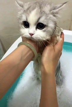 Cute cats ❤️ baby cats ❤️ cute and funny cat videos compilation #shorts (343)