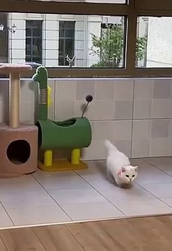 Cute cats ❤️ baby cats ❤️ cute and funny cat videos compilation #shorts (345)