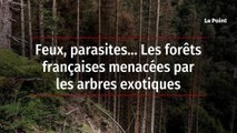 Feux, parasites… Les forêts françaises menacées par les arbres exotiques