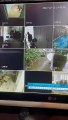 Ladrões roubam cachorro de dentro de casa em Jurerê